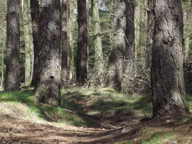 Liessel forest