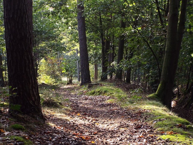 Liesel forest