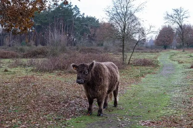 Heidebos