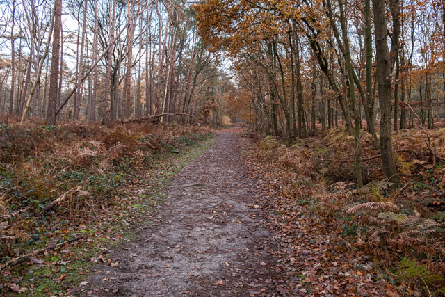 Heathland forest