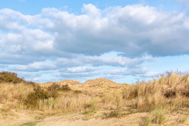 Dune reserve De Westhoek
