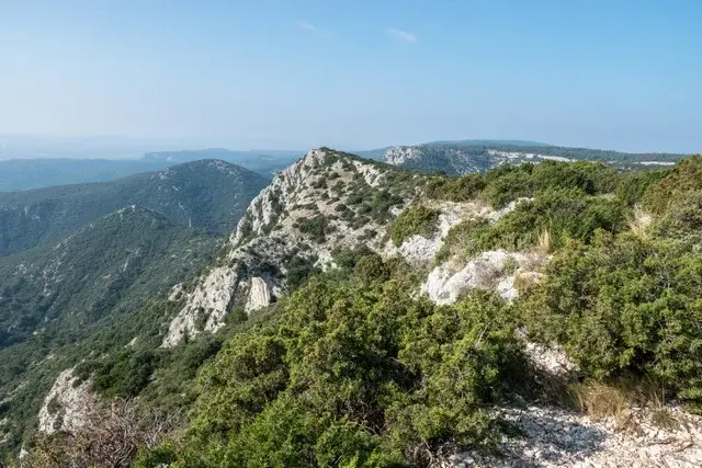 The Magic of the Forêt des Cedrès